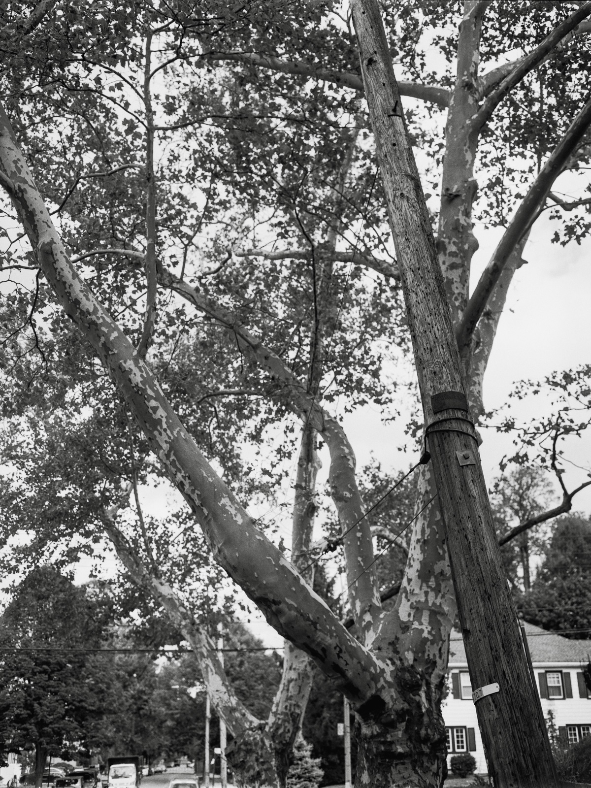 Uneasy Engagement Print D - Image 3