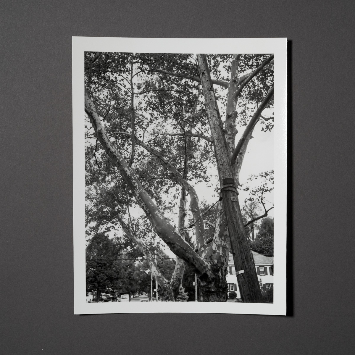 Uneasy Engagement Print D